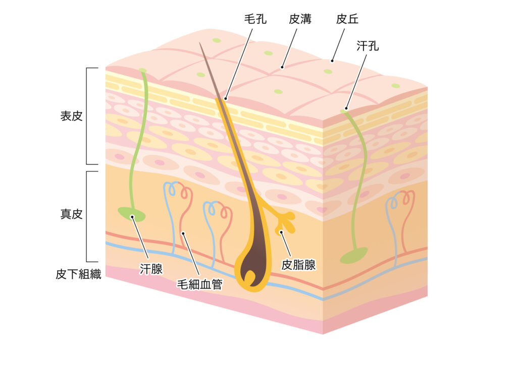 肌の断面図 毛細血管が肌細胞が張り巡らされている