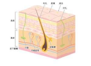 肌の断面図　毛細血管が肌細胞が張り巡らされている